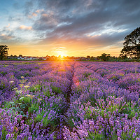 Buy canvas prints of Sunset over beautiful fields of lavender  by Helen Hotson