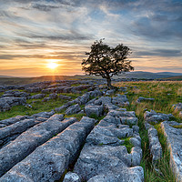 Buy canvas prints of Sunset over a lonely windswept Hawthorn tree on a  by Helen Hotson
