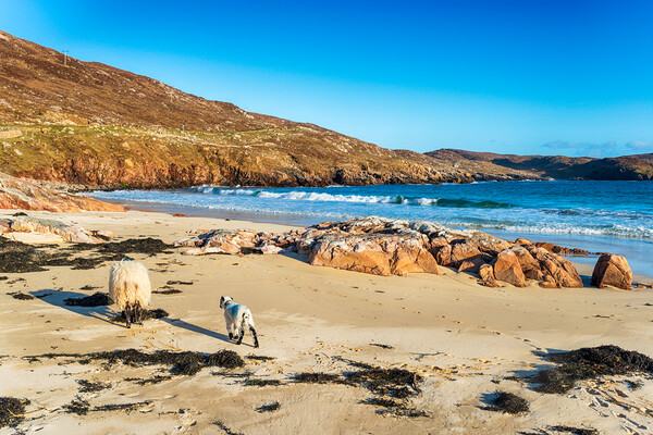 Sheep on the sandy beach at Hushinish Picture Board by Helen Hotson
