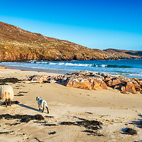 Buy canvas prints of Sheep on the sandy beach at Hushinish by Helen Hotson