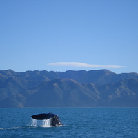 Buy canvas prints of Whale watching in New Zealand by Liz Marshall