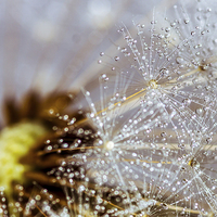 Buy canvas prints of Dandelion with water droplets by Olavs Silis