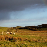 Buy canvas prints of Northumberland Sheep by Emma Manners