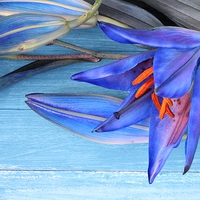 Buy canvas prints of Blue Lily by Emma Manners