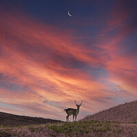 Buy canvas prints of Deer at Dawn by Bahadir Yeniceri