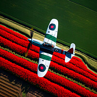 Buy canvas prints of The Supermarine Spitfire flying over Poppy Field by Bahadir Yeniceri
