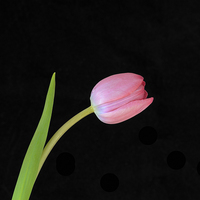 Buy canvas prints of Pink Tulip by Bahadir Yeniceri