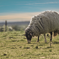 Buy canvas prints of Countryside by Bahadir Yeniceri