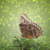Buy canvas prints of Brown Butterfly by Bahadir Yeniceri