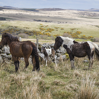 Buy canvas prints of  Dartmoor Pony by Bahadir Yeniceri