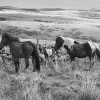 Buy canvas prints of Wild Dartmoor Ponies by Bahadir Yeniceri