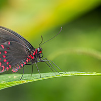 Buy canvas prints of Butterfly  by Bahadir Yeniceri