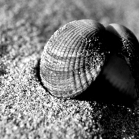 Buy canvas prints of Cockle Shell by Kelvin Brownsword