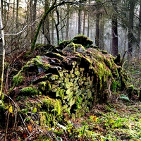 Buy canvas prints of Old Wall in the Woods by Kelvin Brownsword