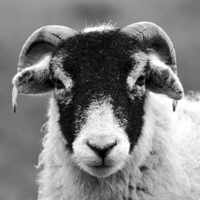 Buy canvas prints of Angry Sheep by Kelvin Brownsword