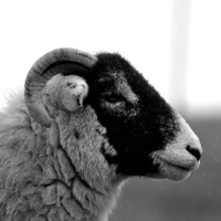 Buy canvas prints of Sheep profile by Kelvin Brownsword