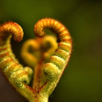 Buy canvas prints of Love fern by Kelvin Brownsword