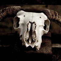 Buy canvas prints of Sheep Skull by Kelvin Brownsword