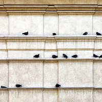 Buy canvas prints of Pigeon post by Andreas Klatt