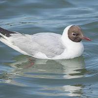 Buy canvas prints of Black headed gull by Colin Porteous