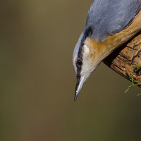 Buy canvas prints of Nuthatch by Lee Norris