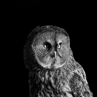 Buy canvas prints of Great Grey Owl by Lee Norris