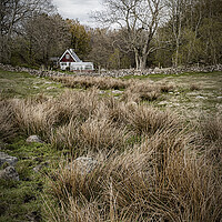 Buy canvas prints of Grevie Backar Landscape of Reeds by Antony McAulay