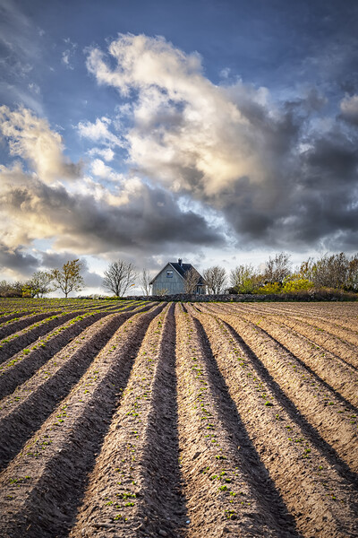 Ploughed Field with Little House in Sweden Picture Board by Antony McAulay
