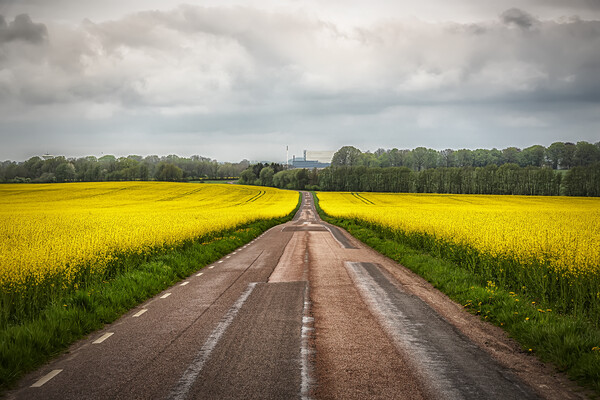 Rapeseed Field Either Side of the Road Picture Board by Antony McAulay