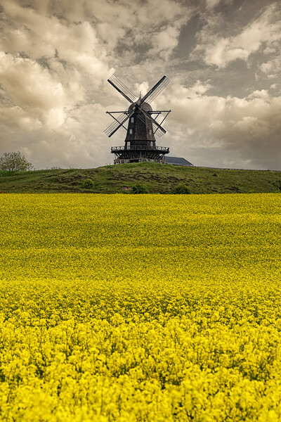 Rapeseed Field and Windmill in Sweden Picture Board by Antony McAulay