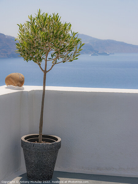 Santorini Potted Olive Tree Picture Board by Antony McAulay