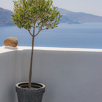Buy canvas prints of Santorini Potted Olive Tree by Antony McAulay