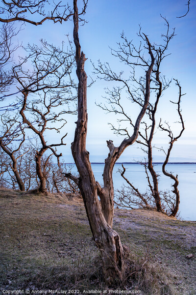 Hittarp Dead Tree at Coastline Picture Board by Antony McAulay