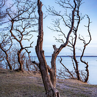Buy canvas prints of Hittarp Dead Tree at Coastline by Antony McAulay
