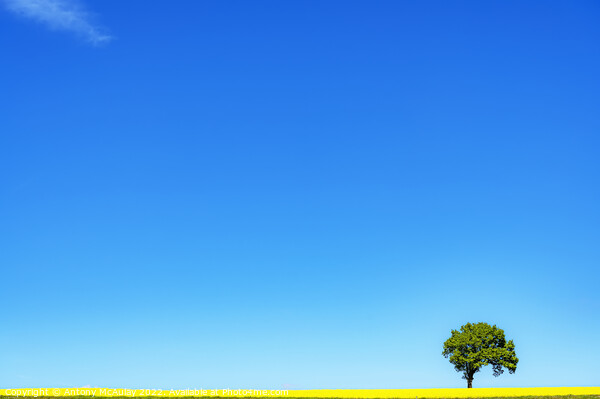 Rapeseed Field and lonely tree Picture Board by Antony McAulay