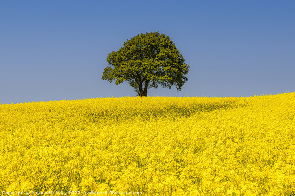 Rapeseed Field and lonely tree Landscape Picture Board by Antony McAulay