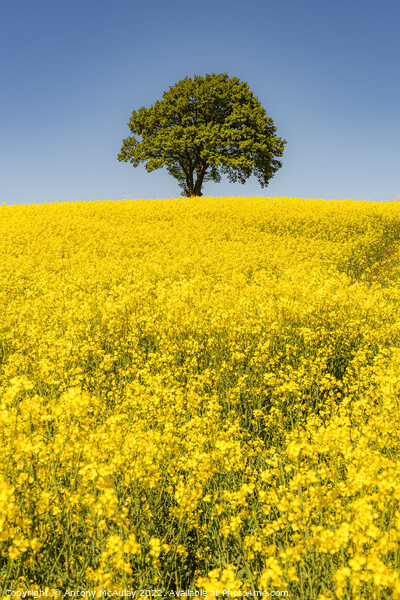 Rapeseed Field and lonely tree Portrait Picture Board by Antony McAulay
