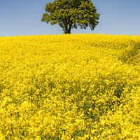 Buy canvas prints of Rapeseed Field and lonely tree Portrait by Antony McAulay