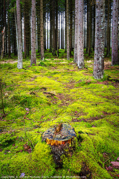 Mossy Woodland Forest Picture Board by Antony McAulay