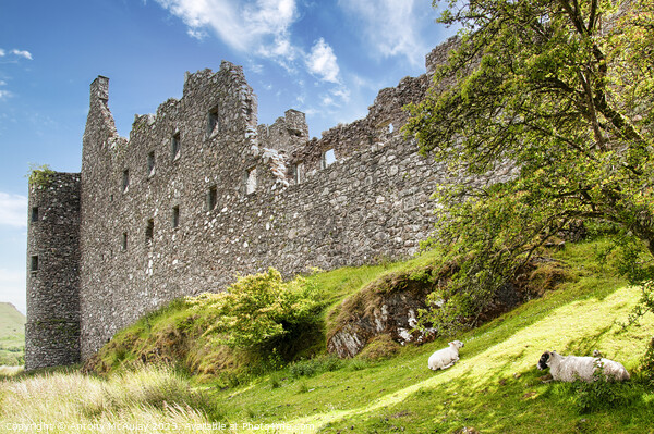 Kilchurn Castle with Sheep Picture Board by Antony McAulay
