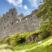 Buy canvas prints of Kilchurn Castle with Sheep by Antony McAulay