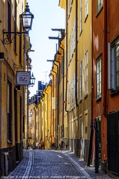 Stockholm Gamla Stan Prastgatan Picture Board by Antony McAulay