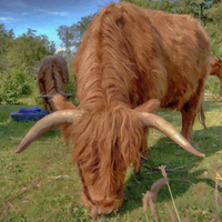 Buy canvas prints of highland cow HDR by Antony McAulay