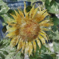 Buy canvas prints of Sunflower Painting by Antony McAulay