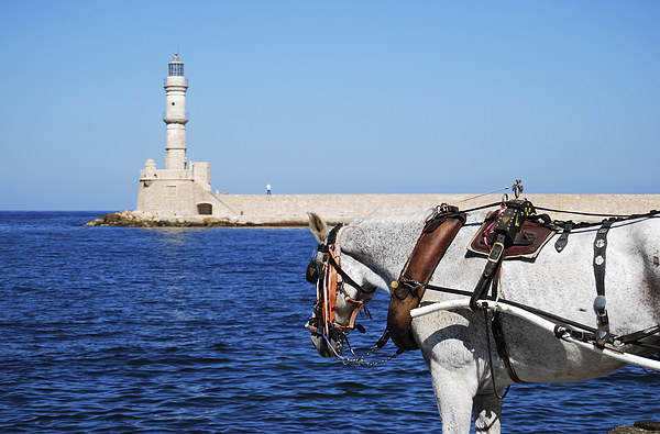 horse at Chania lighthouse Picture Board by Antony McAulay