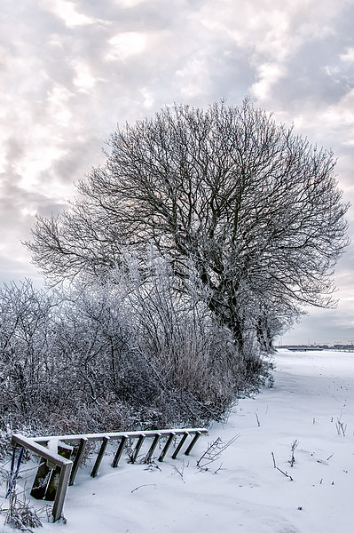 Bleak Winter Picture Board by Antony McAulay