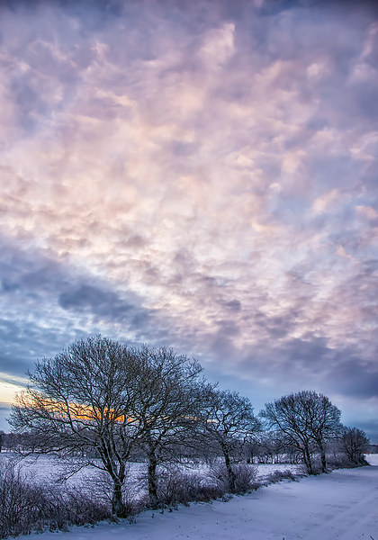 Winter Dawn Picture Board by Antony McAulay