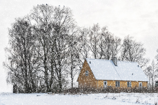 Yellow house in Winter Picture Board by Antony McAulay