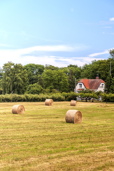 Farmland in Sweden Picture Board by Antony McAulay