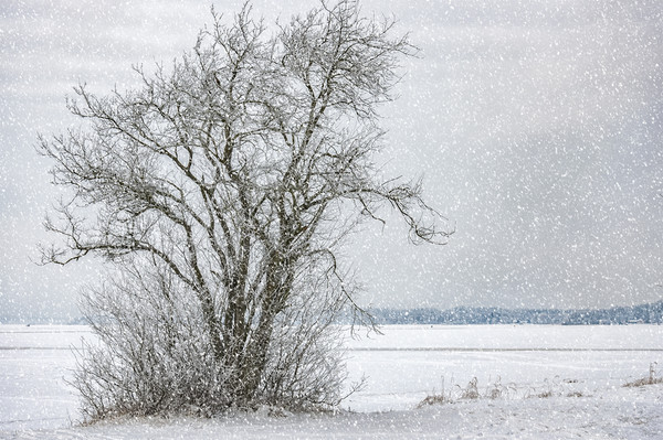 Lonely Tree in Winter Picture Board by Antony McAulay